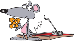 Rat holding piece of cheese standing in front of snap trap